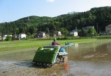 田植え