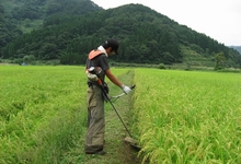 田植え後～夏（草刈り・中干し・溝切り）