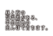 昼と夜の温暖差がある中山間地の田んぼで育ちます。