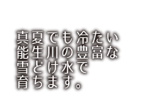 真夏でも冷たい能生川の豊富な雪どけ水で育ちます。