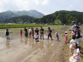 田植えの様子