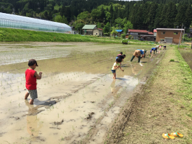 田植えの様子