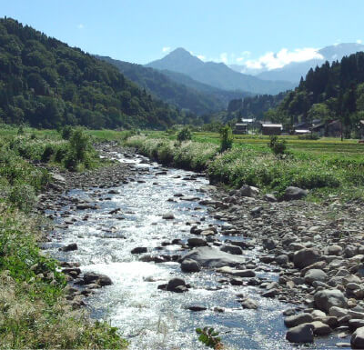 真夏でも冷たい川を流れる雪どけ水で育つ