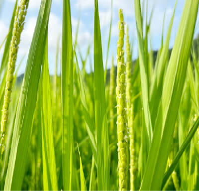 昼と夜の寒暖差が大きい中山間地で育つ