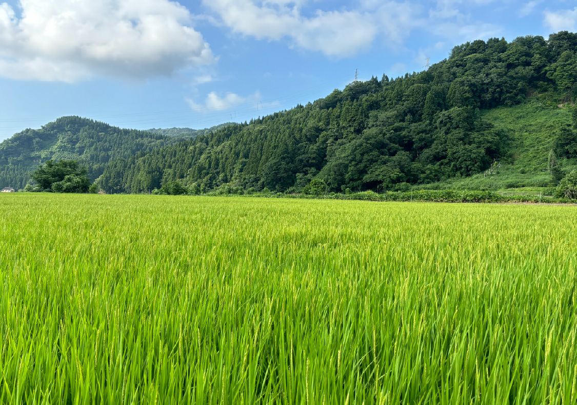 稲がまっすぐ伸び、緑が濃くなっていきます