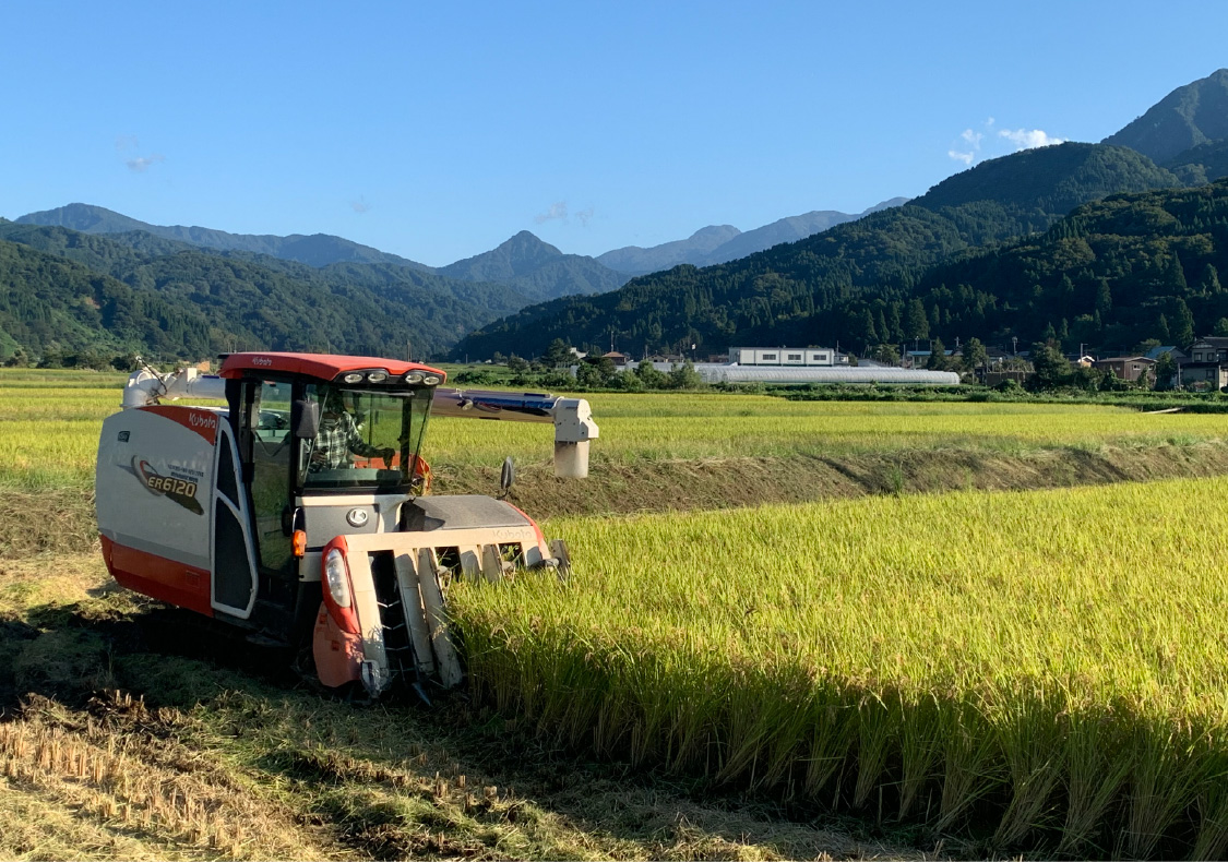 今年の実りを、丁寧に稲刈りします