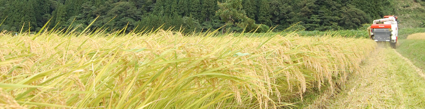 田んぼオーナー 募集